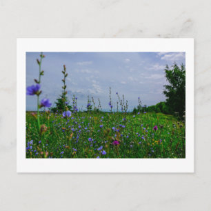 Cartão Postal Paisagem Natural Cenário Campo Milho Flores