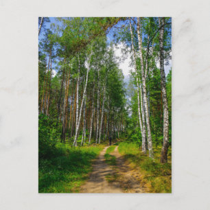 Cartão Postal Paisagem Natural Cenário Floresta Bétula Bielorrús