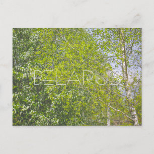 Cartão Postal Paisagem natural Cenário rural Árvores de Birch