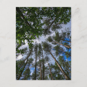 Cartão Postal Paisagem Natural Olhando para Cima Floresta Belaru