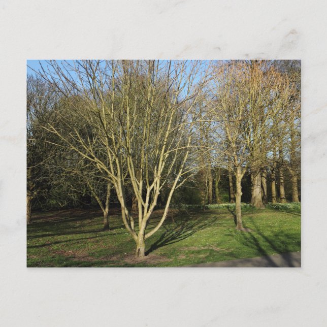 Cartão Postal Paisagem no Parque no Início da Primavera (Frente)