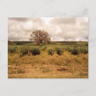 Cartão Postal Paisagem Senegal