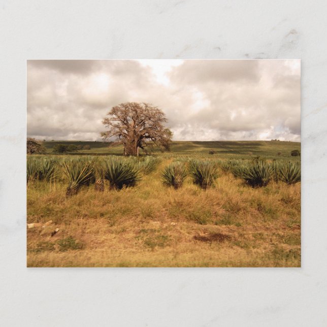 Cartão Postal Paisagem Senegal (Frente)