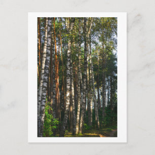 Cartão Postal Paisagem Verde das Florestas Naturais