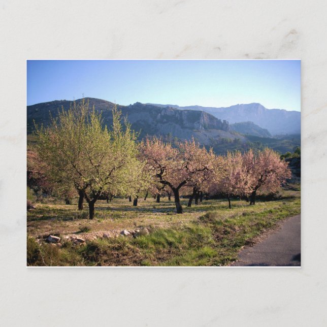 Cartão Postal Paisaje campestre con árboles, Alicante, España (Frente)