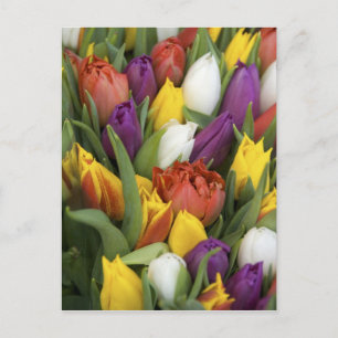 Cartão Postal Países Baixos, Holanda do Sul, Amesterdã