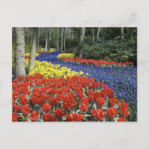 Cartão Postal Países Baixos, Holanda, Lisse, Keukenhof Gardens