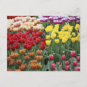 Cartão Postal Países Baixos, Jardins Keukenhoff, tulipas.