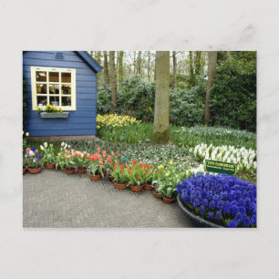 Cartão Postal Países Baixos (também conhecido por Holanda), Liss