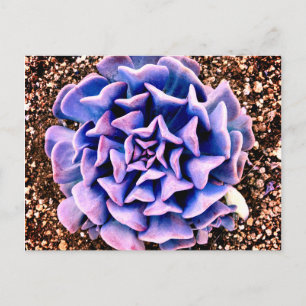 Cartão Postal Paixão Roxo