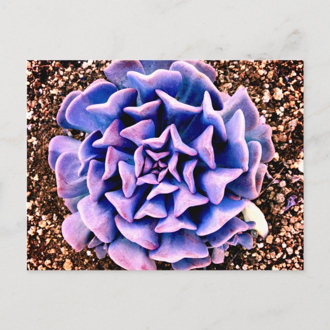 Cartão Postal Paixão Roxo (Frente)