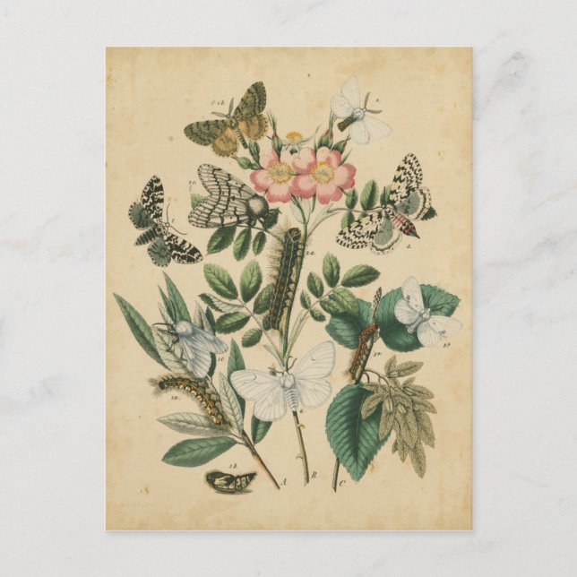 Cartão Postal Palcos da vida da borboleta pelo Vision Studio (Frente)