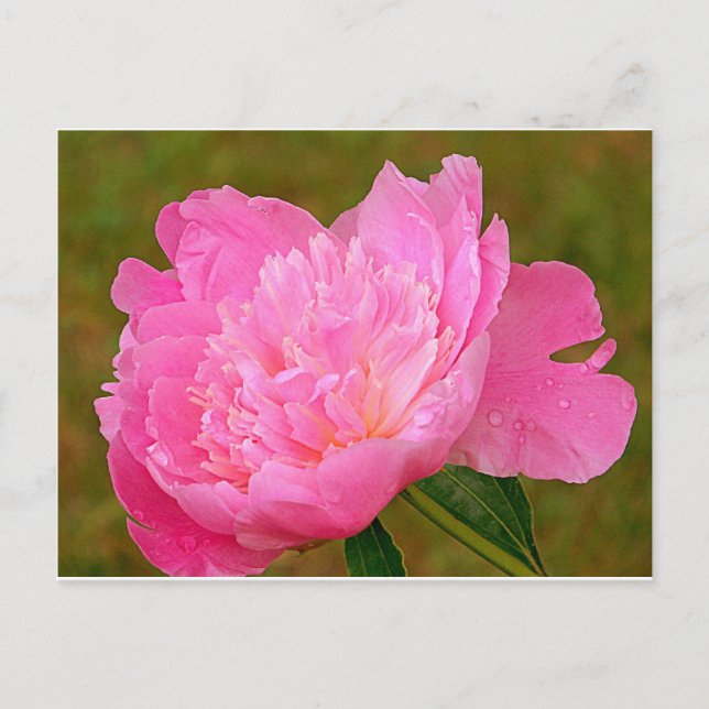 Cartão Postal Pale Pink Peony (Frente)