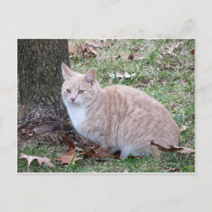 Cartão Postal Pale Yellow Cat