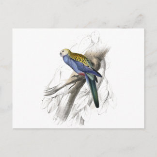 Cartão Postal Palehead Parrakeet por Edward Lear
