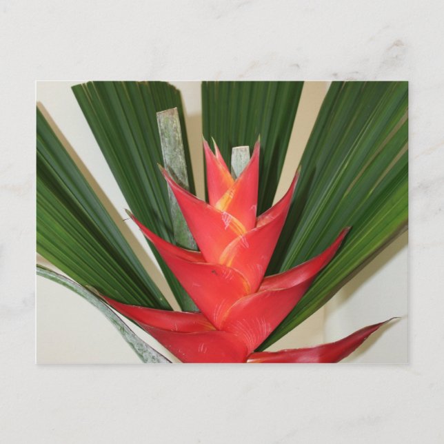 Cartão Postal Palha de lagosta Flor de Heliconia (Frente)