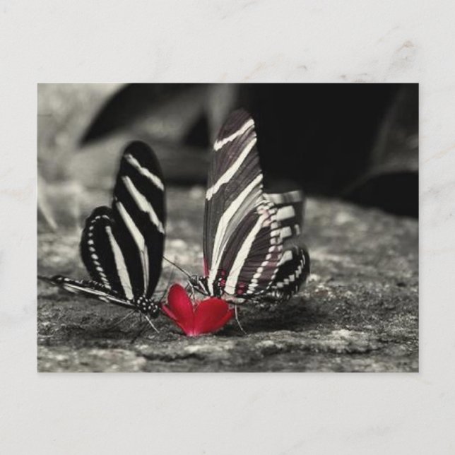 Cartão Postal palheta de contraste (Frente)