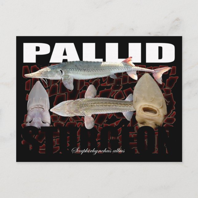 Cartão Postal Pallid Sturgeon-Collage-Postcard (Frente)