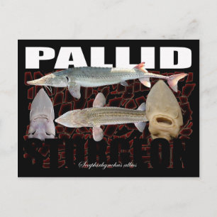 Cartão Postal Pallid Sturgeon-Collage-Postcard