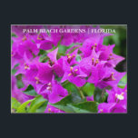 Cartão Postal Palm Beach Gardens Floral Viagem<br><div class="desc">Deseje amigos e saudações familiares da Flórida com estes cartões postais de viagem. Eles apresentam uma vibrante fotografia floral fuchsia bougainvillea de Victoria Grigaliunas. Use os campos modelo para adicionar seu texto personalizado. Cartões postais de turismo encantadores do Palm Beach Gardens nos Estados Unidos da América. Visite www.zazzle.com/dotellabelle para ver...</div>