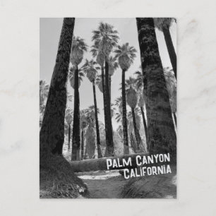 Cartão Postal Palm Canyon California em preto e branco