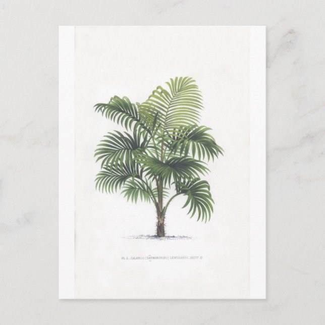 Cartão Postal Palm drawings Collection (Frente)