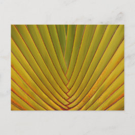 Cartão Postal Palm Leaf