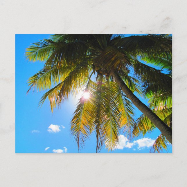 Cartão Postal Palm Paradise Blue Sky Sunshine (Frente)
