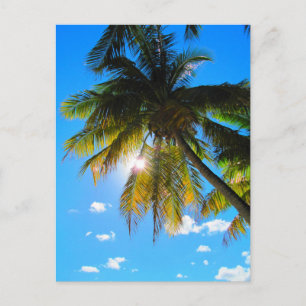 Cartão Postal Palm Paradise Blue Sky Sunshine