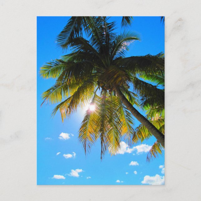 Cartão Postal Palm Paradise Blue Sky Sunshine (Frente)