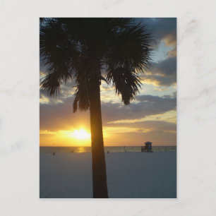 Cartão Postal Palm Sunset
