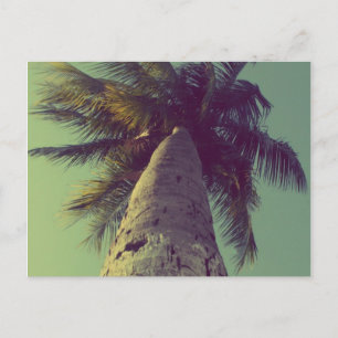 Cartão Postal Palm Tree