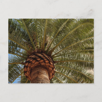 Cartão postal Palm Tree
