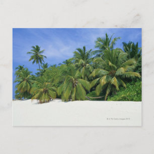 Cartão Postal Palm Tree 3