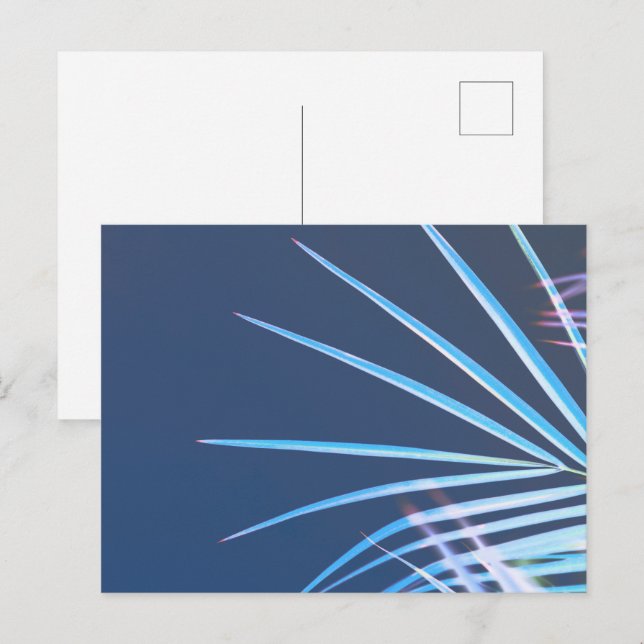 Cartão Postal Palm Tree deixa um esboço de minimalismo (Frente/Verso)