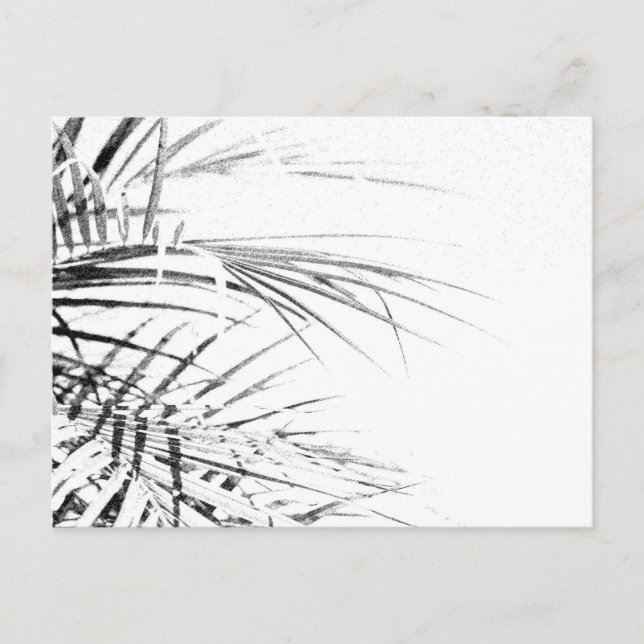 Cartão Postal Palm Tree deixa um esboço de minimalismo (Frente)