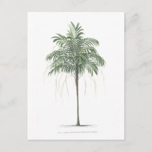 Cartão Postal Palm tree illustration Collection