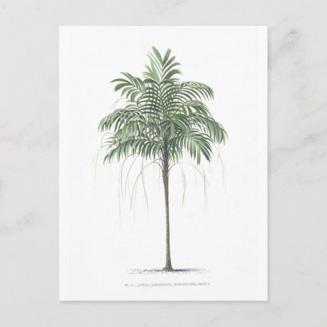 Cartão Postal Palm tree illustration Collection (Frente)