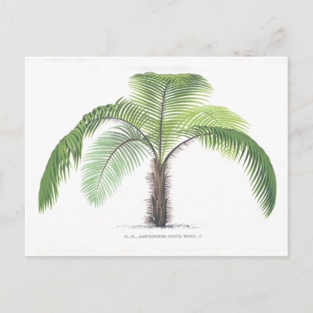 Cartão Postal Palm tree illustration III Collection (Frente)