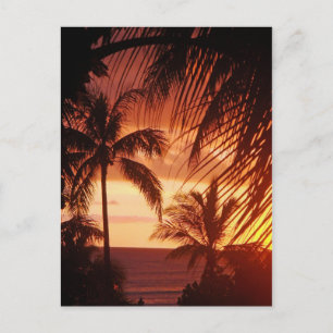 Cartão Postal Palm Tree Sunset no Havaí