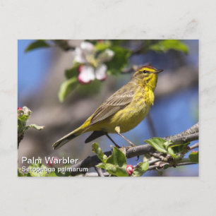 Cartão Postal Palm Warbler