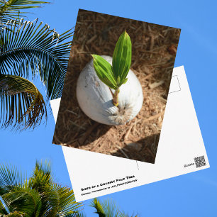 Cartão Postal Palmeira de Coco