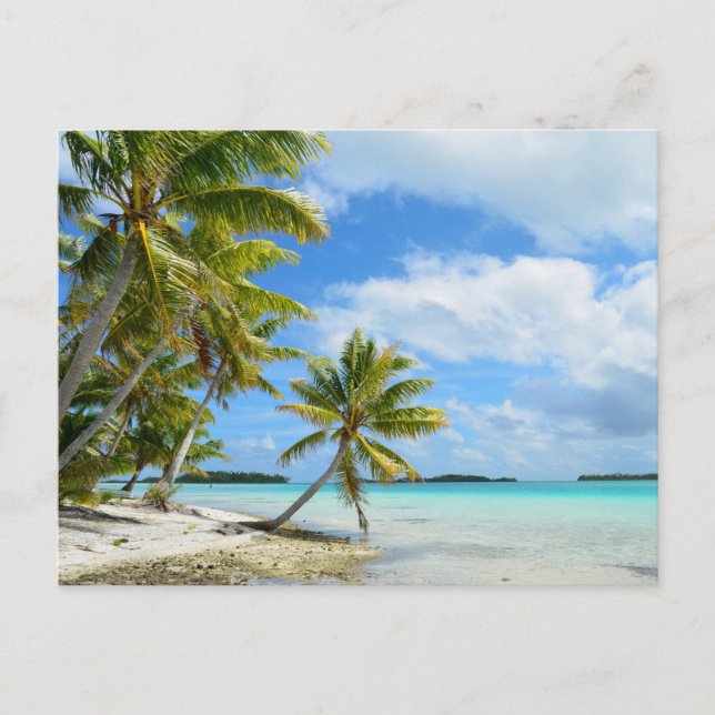 Cartão Postal Palmeira do Pacífico (Frente)