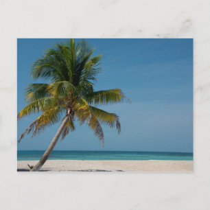 Cartão Postal Palmeira e areia branca 2
