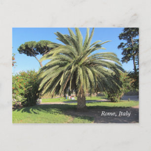 Cartão Postal Palmeira em Roma, Itália