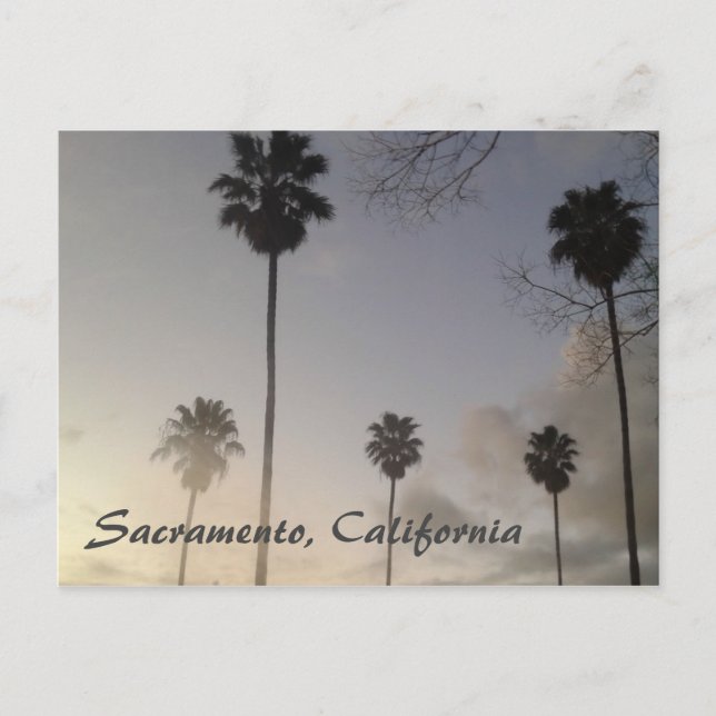 Cartão Postal Palmeiras ao pôr do sol (Frente)