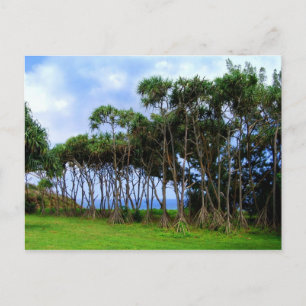 Cartão Postal Palmeiras caminhando no Havaí