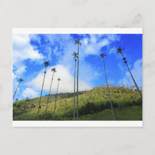 Cartão Postal Palmeiras colombianas de cera no Vale de Cocora