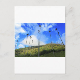 Cartão Postal Palmeiras colombianas no Vale de Cocora