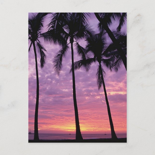 Cartão Postal Palmeiras Contra o Céu (Frente)